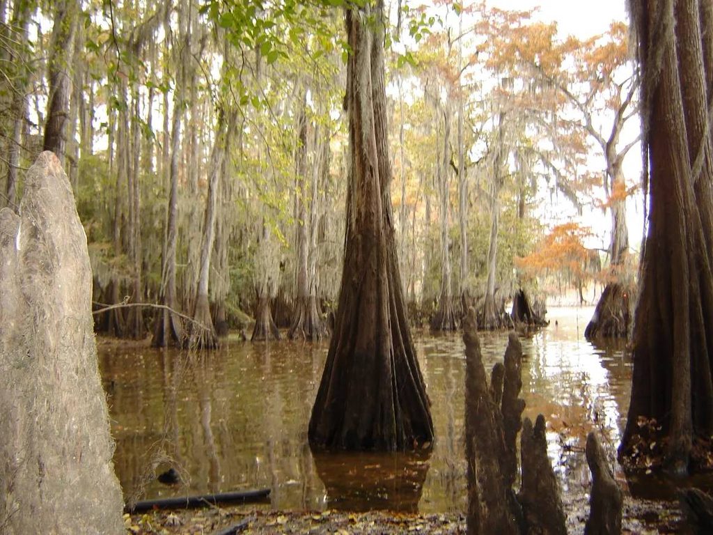 Southern Fried Bigfoot (2007) Caddo Lake, Texas Home Of The Caddo Critter