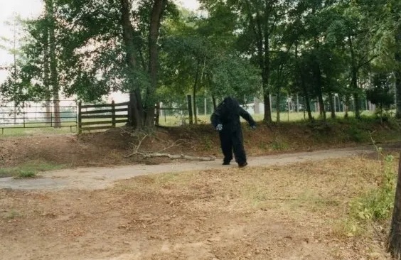 Southern Fried Bigfoot (2007) Documentary Lead Creature Performer Matthew Fazio Re-enacting a roadside sighting in Mt.Vernon Texas